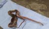 Работники автосервиса на Суздальском обнаружили змею в автомобиле