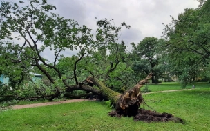 Упавший 160-летний дуб Ботанического сада превратят в арт-объект