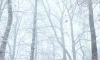 В Ленобласти 3 февраля ожидаются морозы и туман