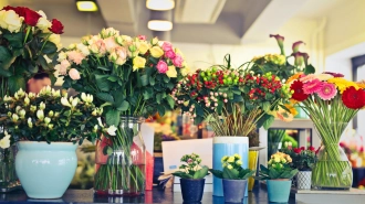 В преддверии 8 марта цветы в Петербурге подорожали на 50%