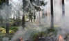 В лесах Ленобласти объявлен пожароопасный сезон