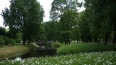 Сады и парки Петербурга закрывают из-за непогоды