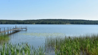 В реках Охте и Ижоре гибнет рыба из-за жары 