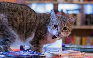 Кошка Муся из библиотеки имени Маяковского признана лучшей служебной кошкой России