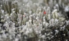 В Ленобласти 10 ноября ожидаются гололедица и налипание мокрого снега