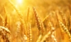 Эксперты ухудшили прогноз по сбору пшеницы в России  