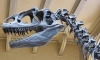 В пустыне Кызылкум нашли останки "царя" динозавра 
