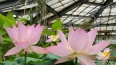 В Ботаническом саду Петра Великого 24 мая откроют ...