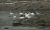 Более 120 лебедей впервые не захотели улетать на зимовку в Ленобласти