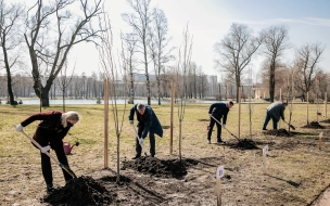 Власти города приглашают петербуржцев посадить деревья на майских праздниках