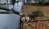В парках и скверах Петербурга ветер повалил 16 деревьев