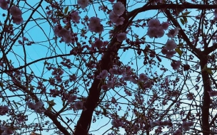 Цветение сакуры в Петербурге встречают еще в 16 садах и парках