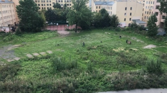 На Петроградской стороне выкосили Общественный сад