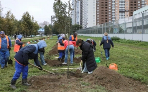 Закон о поддержке НКО в сфере благоустройства принят в Петербурге