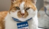 Символ Крымского моста кот Мостик отреагировал на ЧП