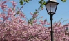 Петербуржцам назвали места, где все еще можно полюбоваться цветением сакуры