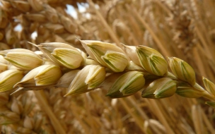 Продовольственный фонд Петербурга получит почти 200 млн на покупку зерна