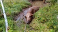 В Ленобласти спасатели вытащили из болота корову