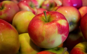 В Петербург не пустили 21 тонну белорусских яблок без печати в сертификате