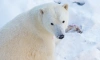 В Ленинградском зоопарке пройдёт День белого медведя