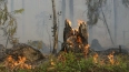 Дрозденко утвердил план тушения лесных пожаров в Ленобла...