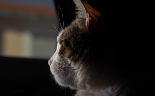 Петербурженка заплатит 70 тыс. рублей штрафа за жестокое обращение с кошкой Плюшей
