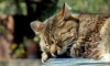 Спасатели котов рассказали, что начался опасный сезон для хвостатых 