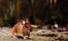 Ученые выяснили, что мыши могут контролировать выбросы дофамина в мозге 