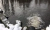 В сточных водах птицефабрики "Северная" обнаружили загрязняющие вещества