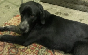 После грохота фейерверков хозяева собак в Петербурге рассказали о пропаже животных