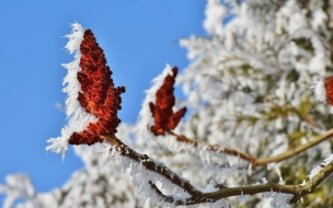 В Ленобласти 8 февраля пройдёт снег и до +2 градусов