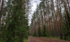 Петербуржцам напомнили о запрете гулять по городским лесам и разводить огонь