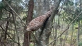 В Ленобласти обнаружили минометную мину на дереве
