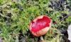 В Ленобласти выросли первые весенние грибы