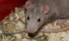 Китайские ученые заставили самцов крыс родить потомство 