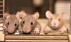 Ученые из Шанхая заставили рожать самцов крыс 