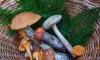 Петербуржцы пожаловались на отсутствие грибов в лесах города и Ленобласти