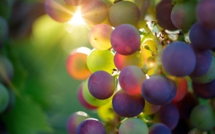 В винограде нашли соединения, помогающие бороться с раком легких