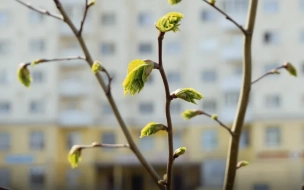 В апреле в Петербурге солнце светило почти 111 часов