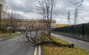 Более 70 деревьев повалило в петербургских садах и парках во время шторма