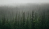 В Ленобласти ночью и утром 28 сентября ожидается туман