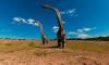 Аргентинского динозавра признали самым древним титанозавром Земли
