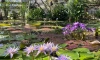 В Ботаническом саду Петра Великого  начала работать Водная оранжерея 
