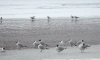 В Петербург после зимовки вернулись озерные чайки