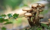 Заблудившаяся в лесу петербурженка умерла от отравления грибами