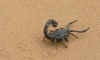 В Египте за сутки пострадали сотни людей от укусов скорпионов