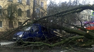 Ветер повалил около 20 деревьев в Петербурге