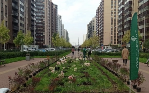 На бульваре Менделеева в Мурино могут убрать березы