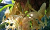 В Ботаническом саду Петра Великого цветет редкий вид орхидеи