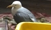 Петербуржцы спасли чайку, которая не могла взлететь